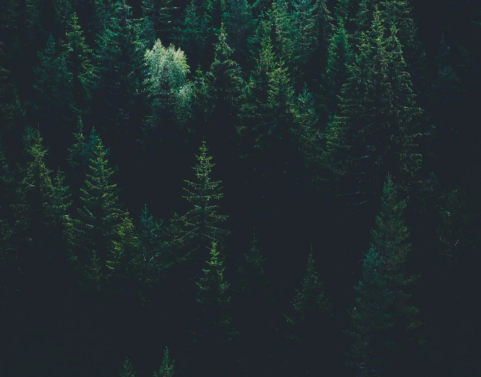 Forest Path